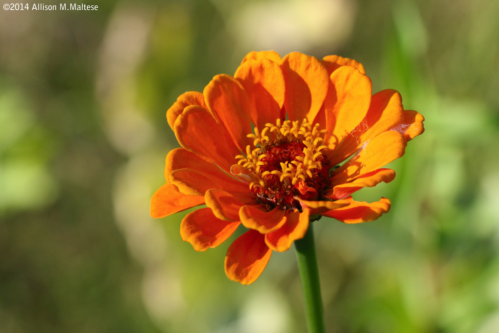 Zinnia, Late Afternoon by falcon11