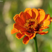 Zinnia, Late Afternoon by falcon11