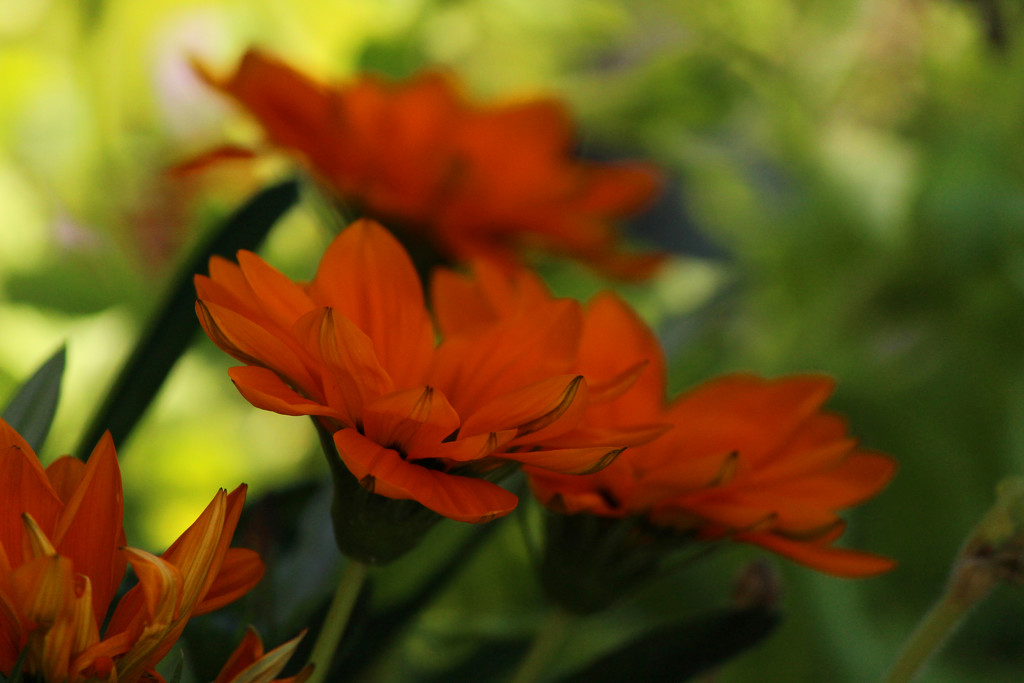 Orange Daisies... by nanderson