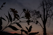 4th Sep 2014 - Sunset with flowers