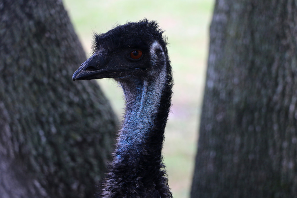 Emu by ingrid01