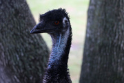 4th Sep 2014 - Emu