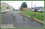 5th Sep 2014 - Canadian Geese