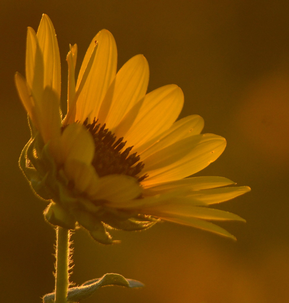 Sunflower at Sunset by kareenking