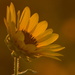 Sunflower at Sunset by kareenking