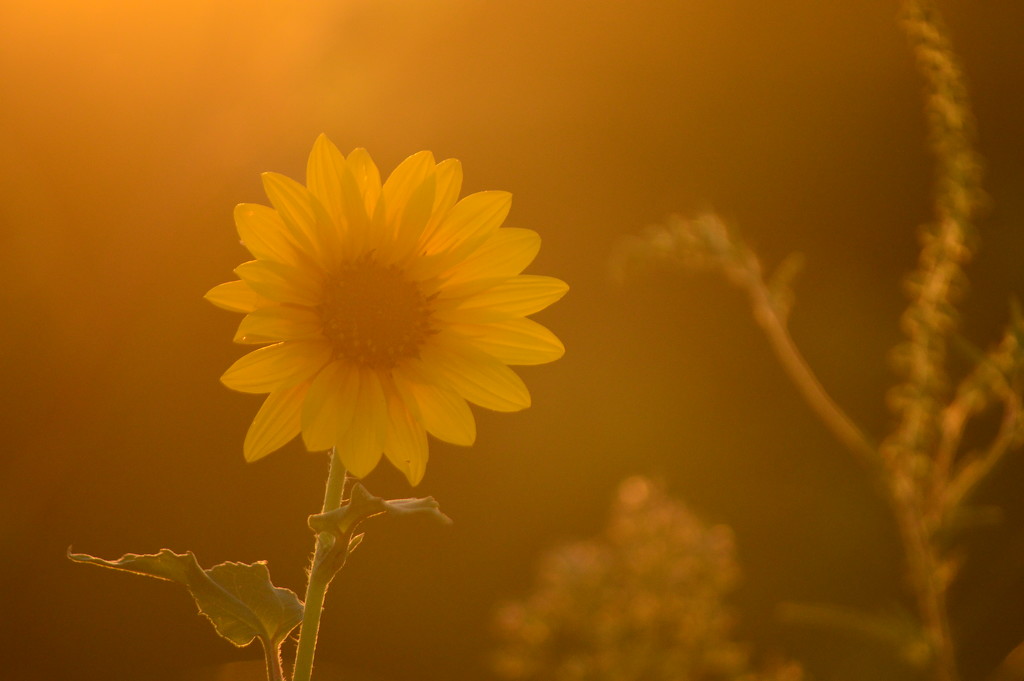 Golden Hour, Golden Flower by kareenking