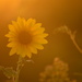 Golden Hour, Golden Flower by kareenking