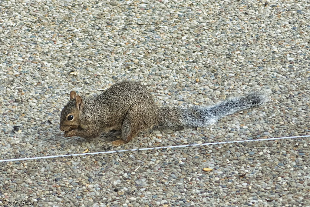 Rainy Day Squirrel by lstasel