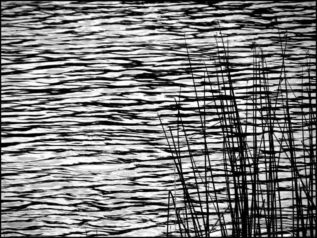 Reeds by the Shore by olivetreeann