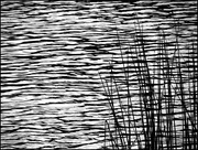 31st Aug 2014 - Reeds by the Shore