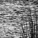 Reeds by the Shore by olivetreeann