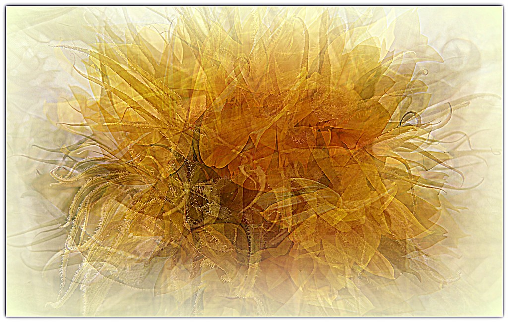 sunflower-bad-hair-day by quietpurplehaze