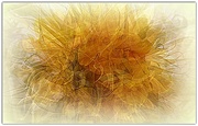 5th Sep 2014 - sunflower-bad-hair-day