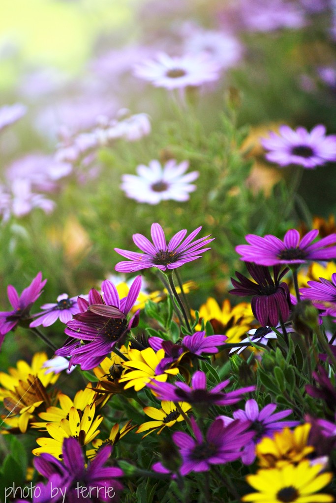 Yellow & Purple Daisy Patch by teodw