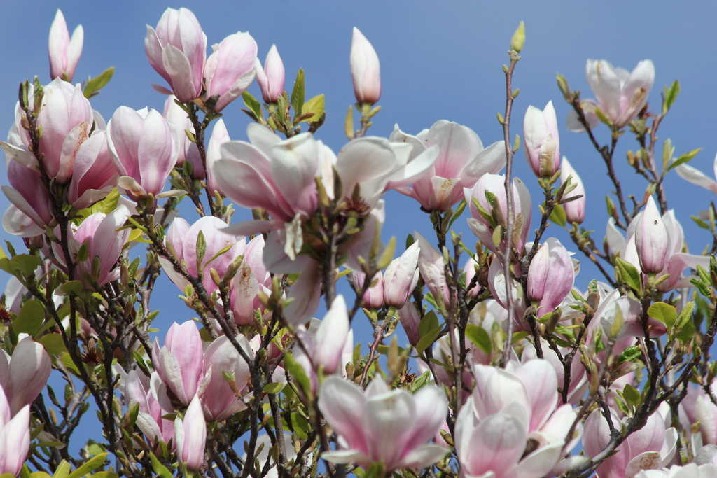 Sweet magnolia by gilbertwood