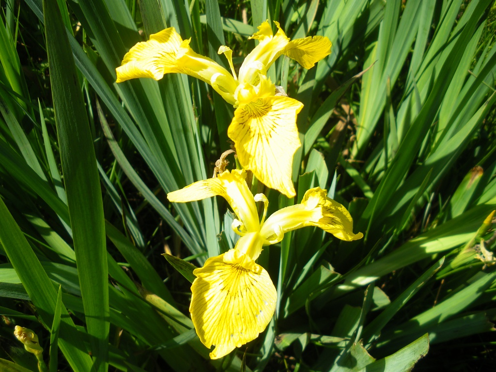 Wild Iris in Sutton Park by moominmomma