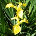 Wild Iris in Sutton Park by moominmomma