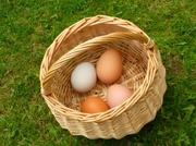 25th Aug 2014 - All my eggs in one basket