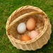 All my eggs in one basket by lellie