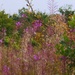 wildflowers at Needham by lellie