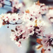 Cherry Blossoms by nicolecampbell