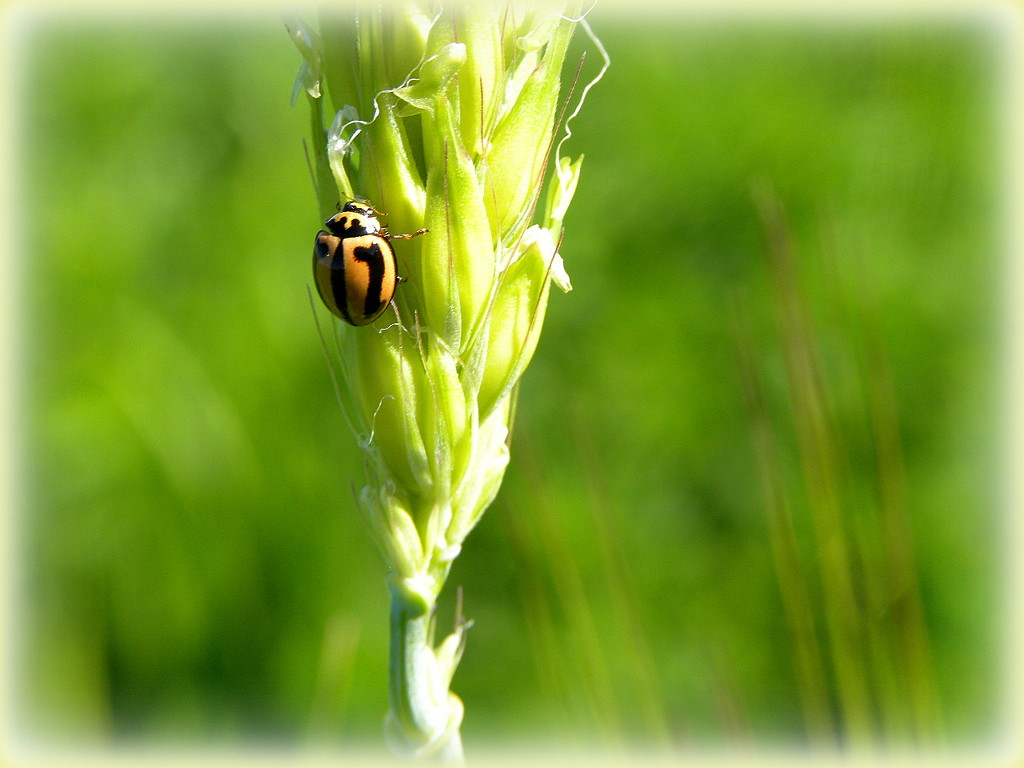 Ladybird on Barley by ubobohobo