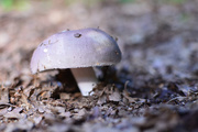 5th Sep 2014 - NF-SOOC-September - Day 5: Cameleon mushroom