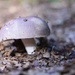NF-SOOC-September - Day 5: Cameleon mushroom by vignouse