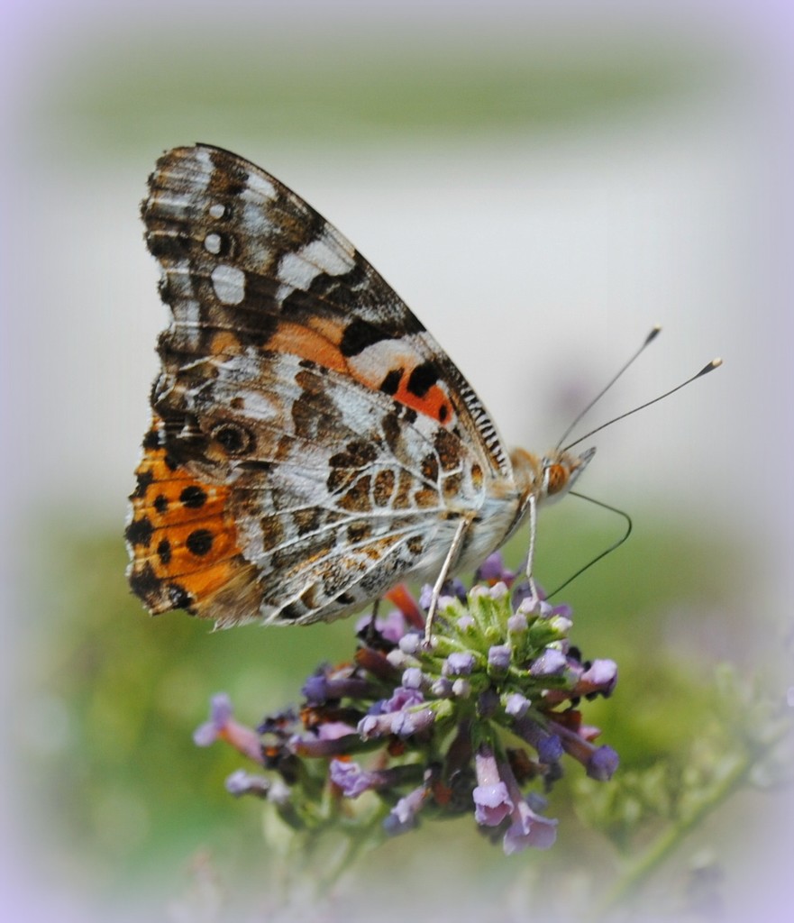 Butterfly's Dream by genealogygenie
