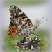 Butterfly's Dream by genealogygenie