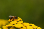 5th Sep 2014 - Busy Little Bee
