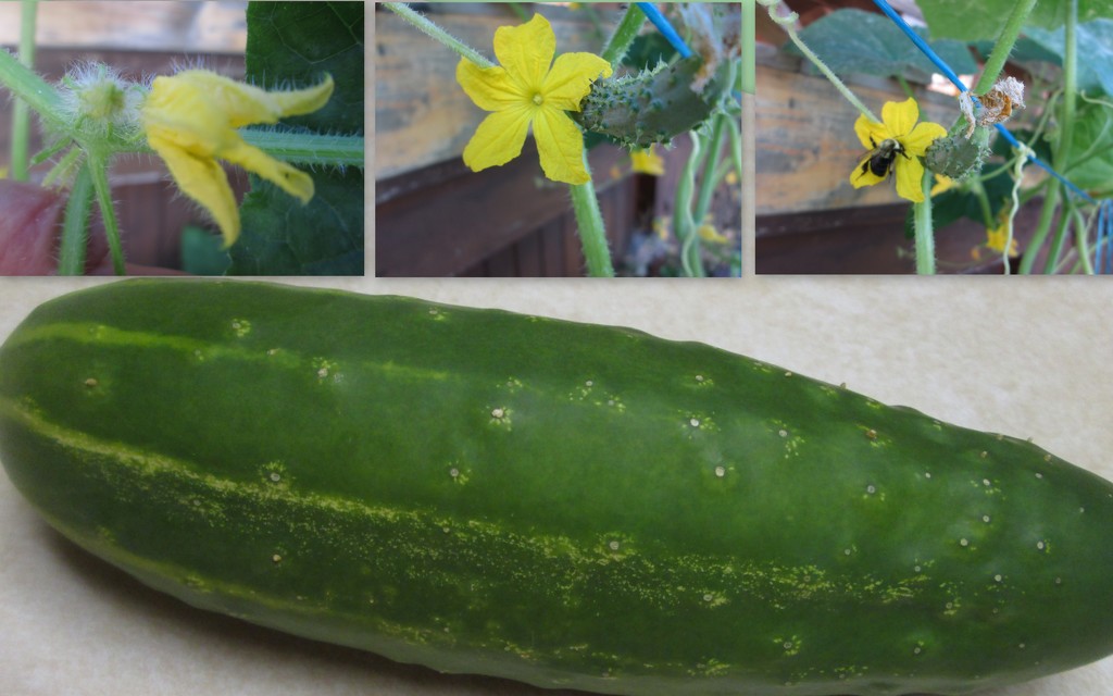 OUR FIRST CUCUMBER by bruni