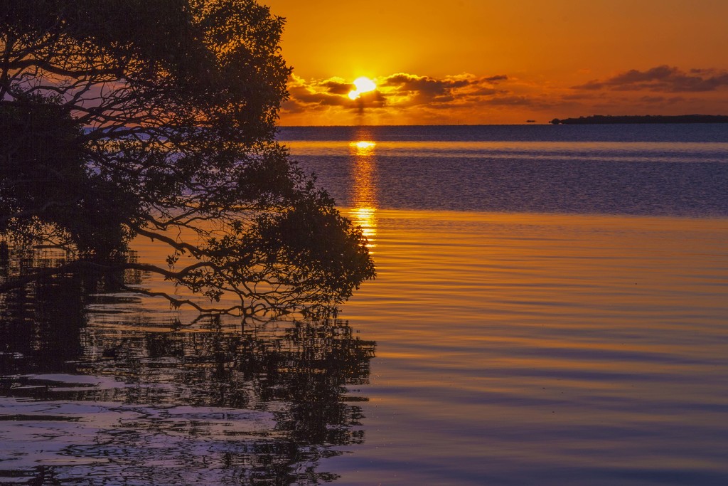 Dawn in the mangroves by corymbia