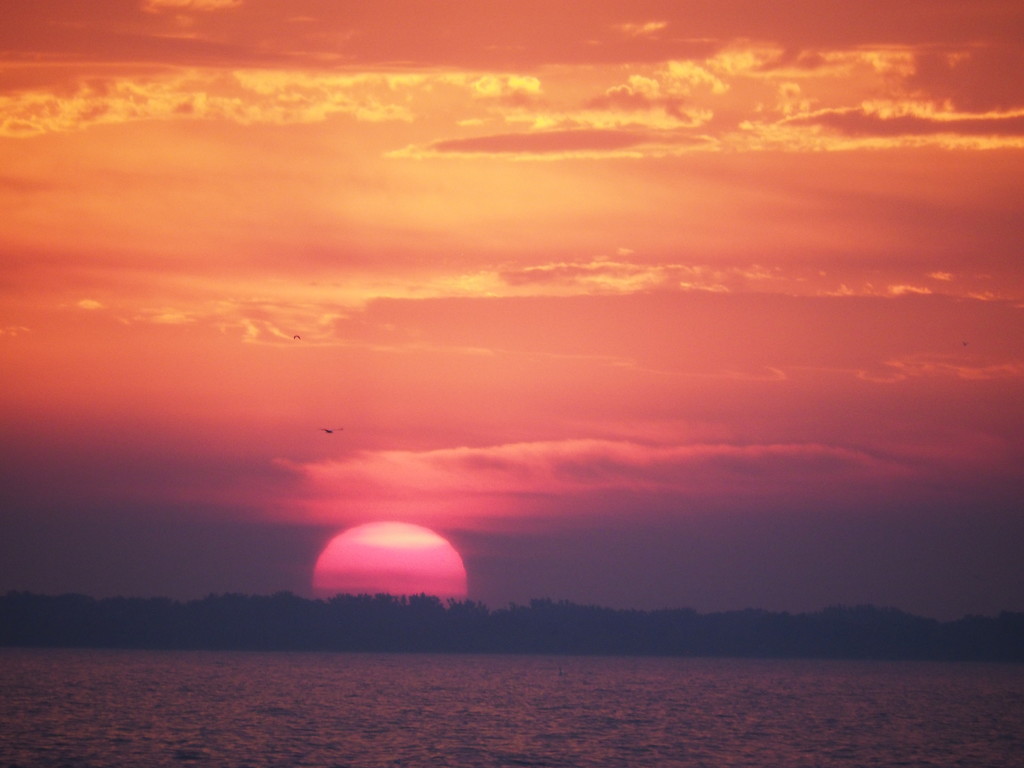 Pink Sun Today by selkie