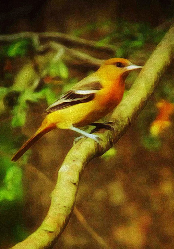 Female Baltimore Oriole  by mzzhope