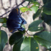 Butterfly by hjbenson
