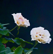 5th Sep 2014 - evening rose