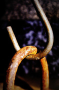 5th Sep 2014 - Day 248:  Rusty Connection