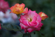 4th Sep 2014 - roses sooc