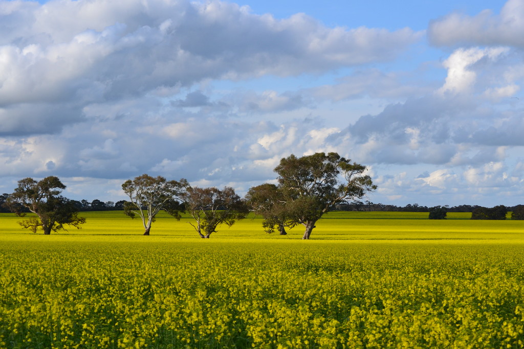 Gum trees and canola. by dianeburns