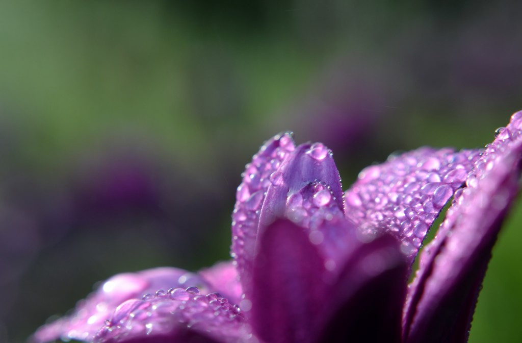 Dew covered petals. by dianeburns