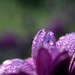 Dew covered petals. by dianeburns