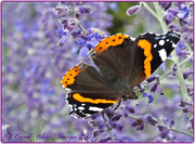 6th Sep 2014 - Red Admiral Butterfly