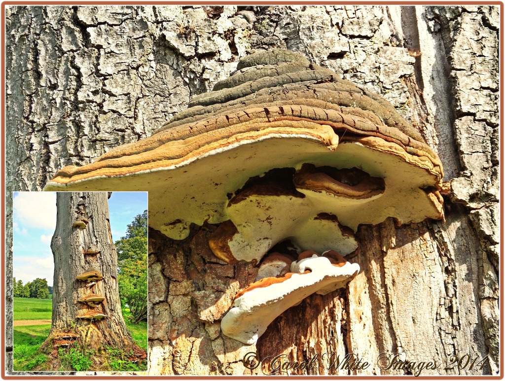 Fungus On A Dead Tree Trunk by carolmw