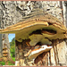 Fungus On A Dead Tree Trunk by carolmw