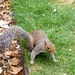 Squirrel by kjarn
