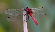 6th Sep 2014 - Dragonfly