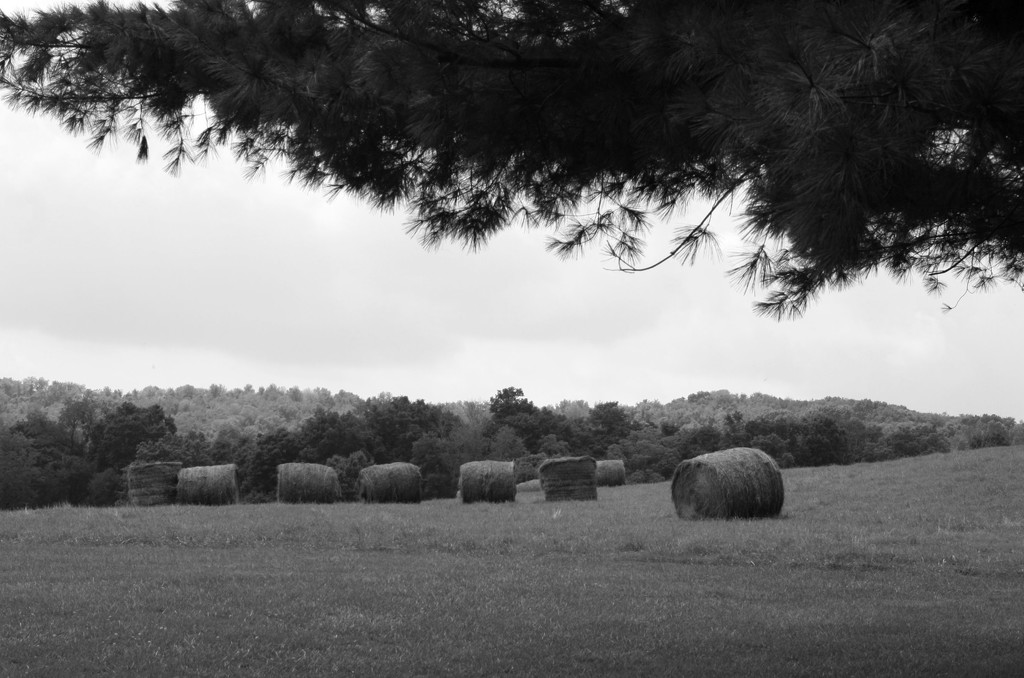 Bales of hay in black and white by mittens