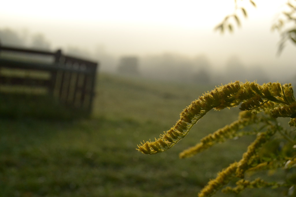 Foggy Morning Flower by francoise