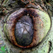 No 10 Tree Stump by newbank